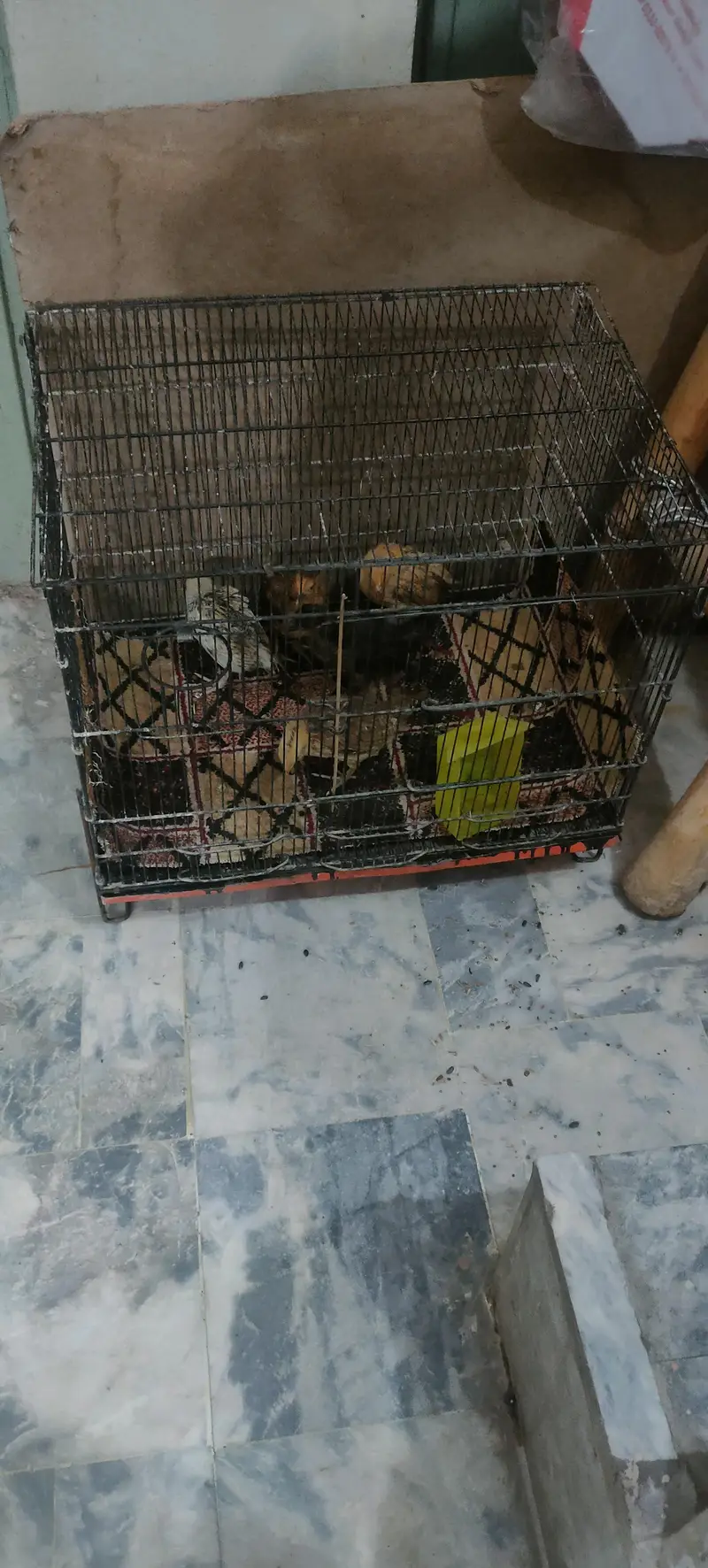 master use cage