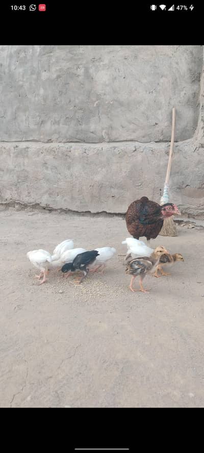 Heera White Chicks Available
