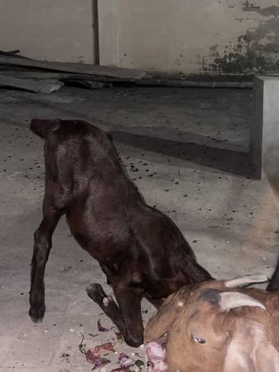 Goat with two kids one male and one female