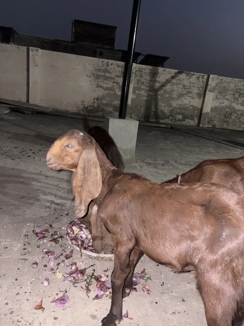 Goat with two kids one male and one female — photo 2