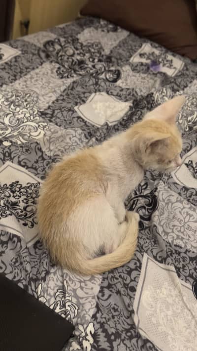 Playful Kitten for Adoption (No Cost)