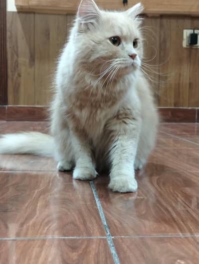Persian Cat/Triple Coat/Fully Heavy & Fluffy Hair
