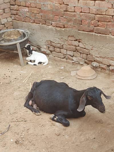 bakri or bacha for sale 0315-1613124