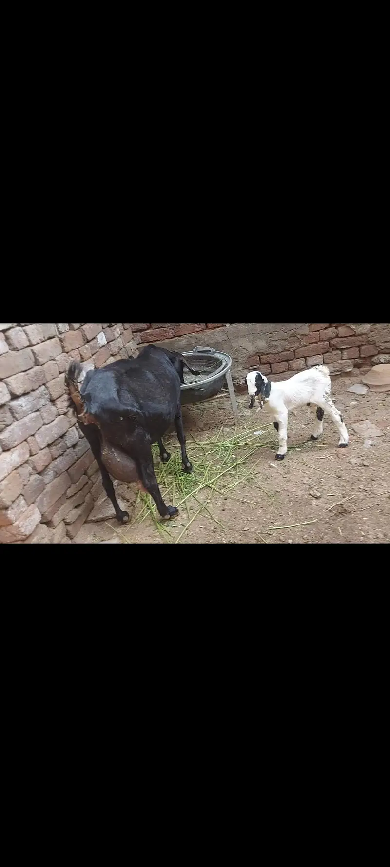 bakri or bacha for sale 0315-1613124 — photo 2