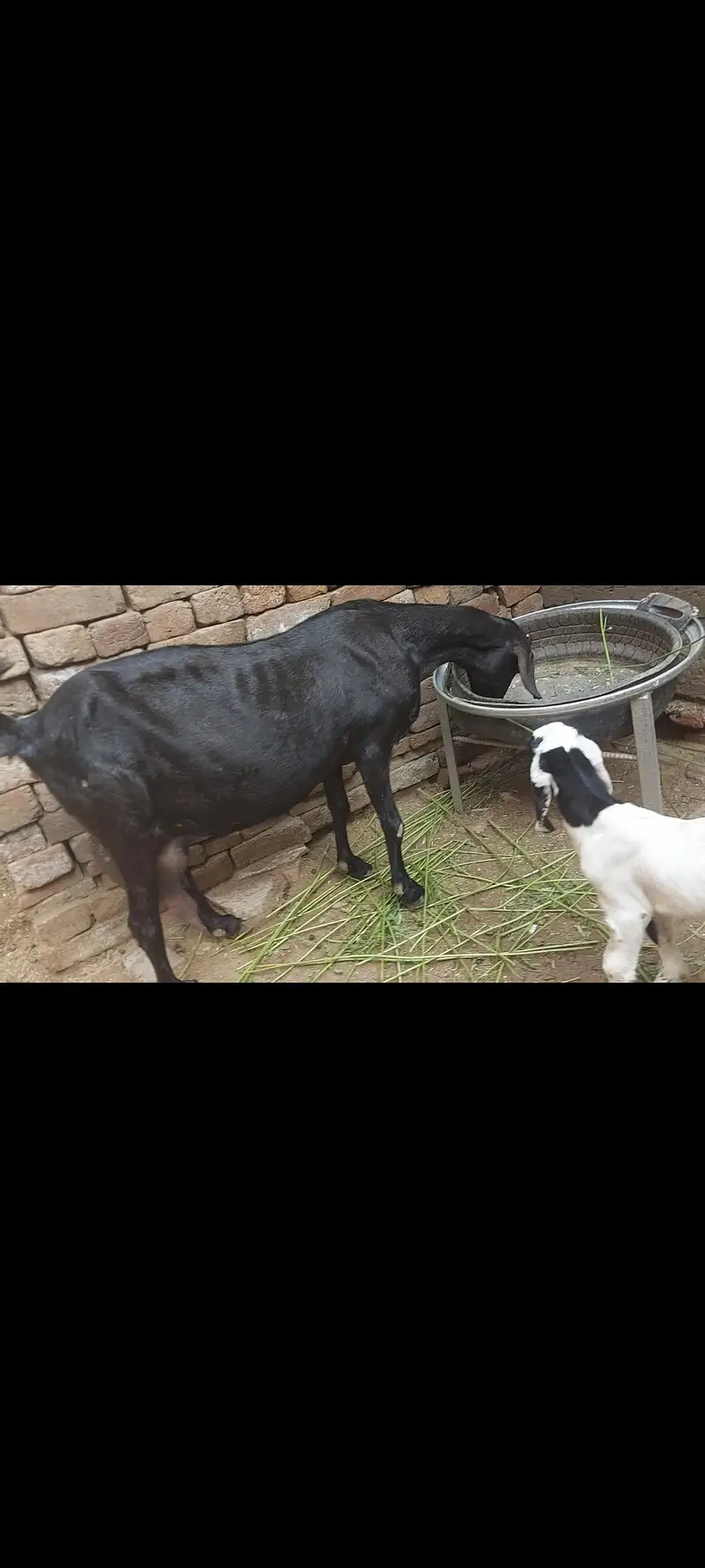 bakri or bacha for sale 0315-1613124 — photo 3