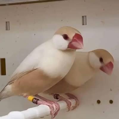 Pestel Fawn Java Breader pair