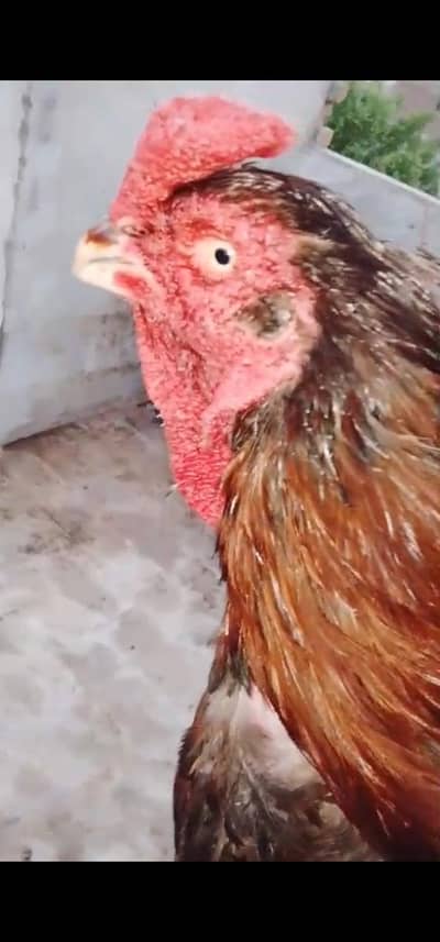 pure aseel breeder pair