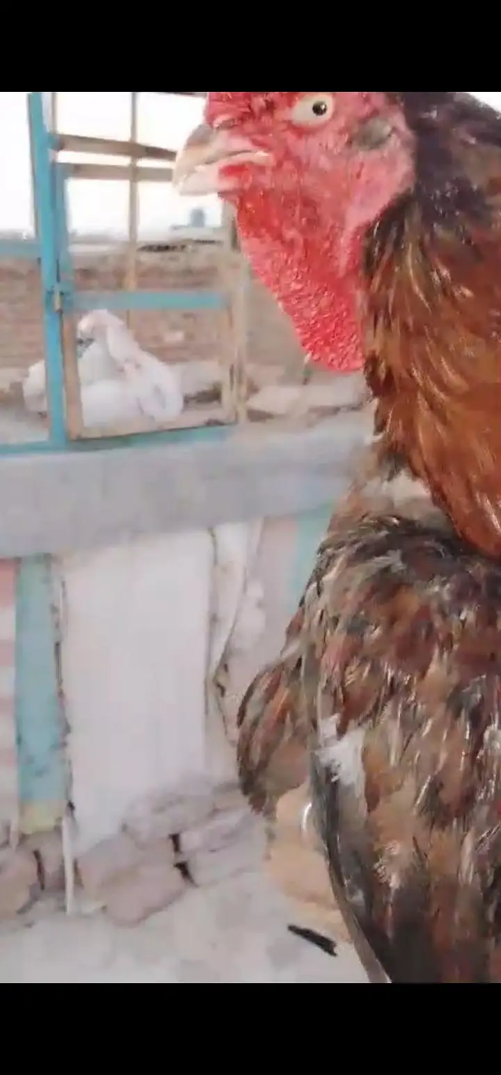 pure aseel breeder pair — photo 2