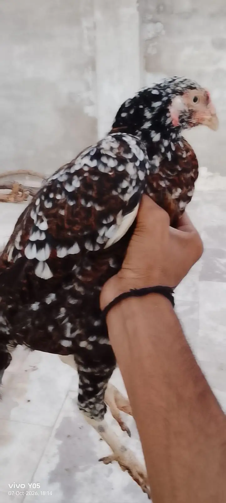 pure aseel breeder pair — photo 4