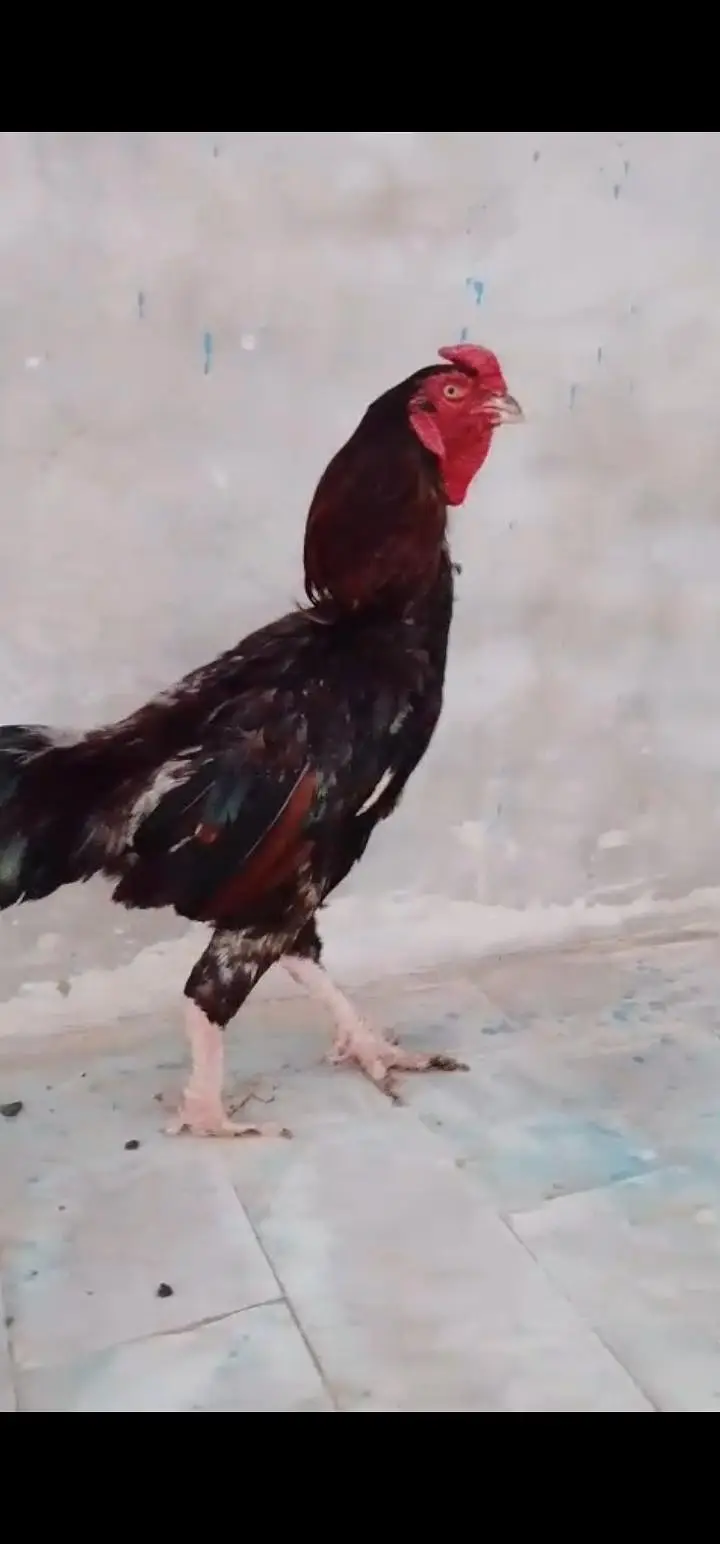 pure aseel breeder pair — photo 5