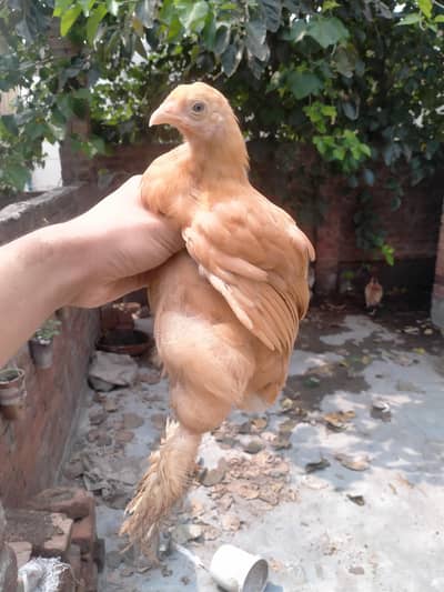 Aseel chicks for sale
