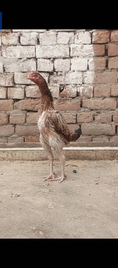 high quality Breed female and exchange