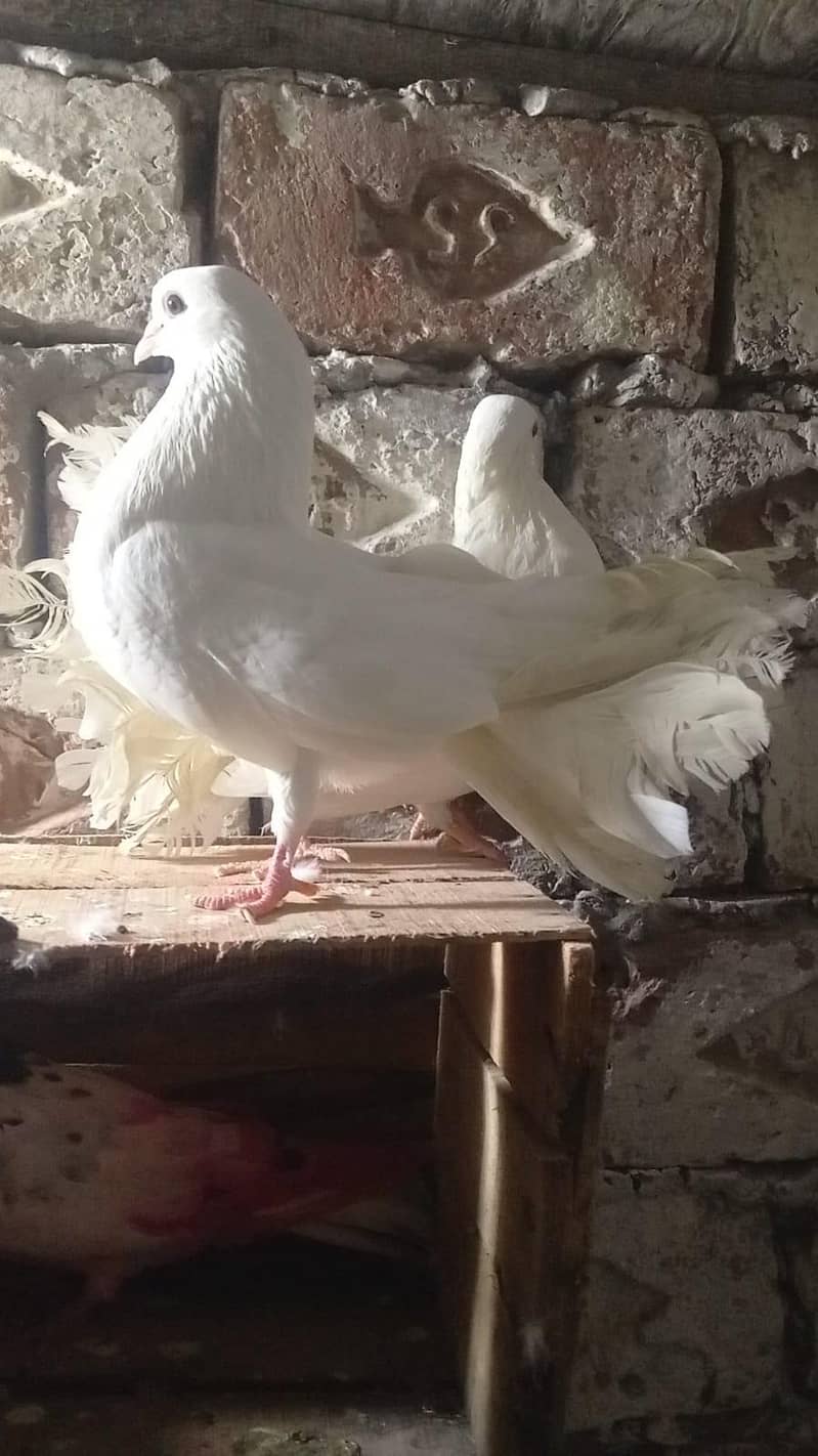 FANCY  KING PEGION 0
