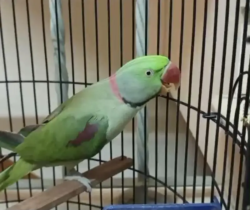 Parrot