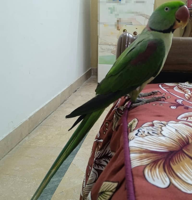 Parrot 1