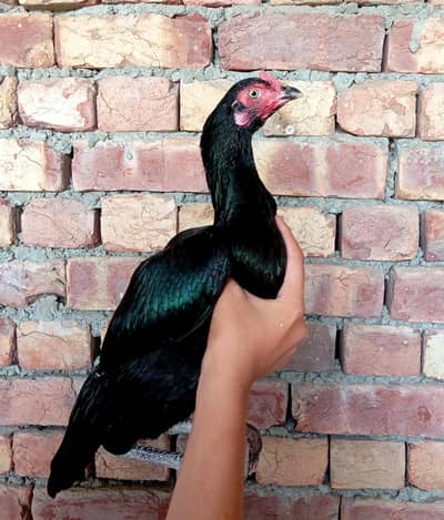 Aseel murgi