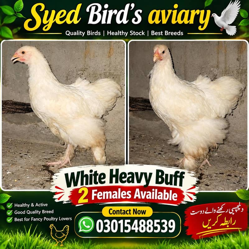 White Heavy buff 0