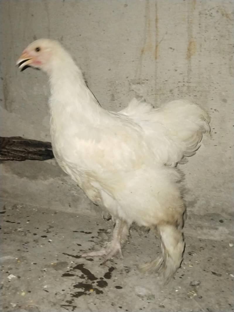 White Heavy buff 2