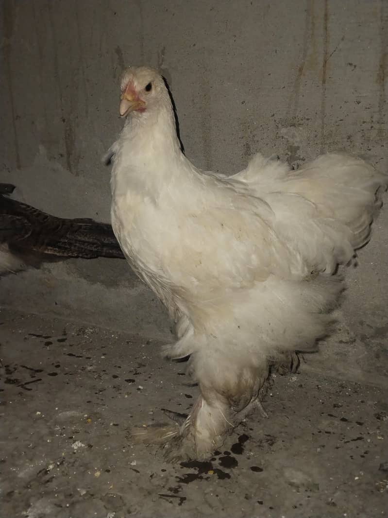 White Heavy buff 3