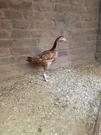 Aseel Pathi / Murgi For Sale - High Quality - Healthy & Active