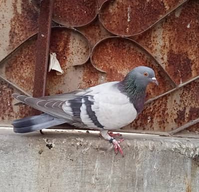 neela pigeon for sale