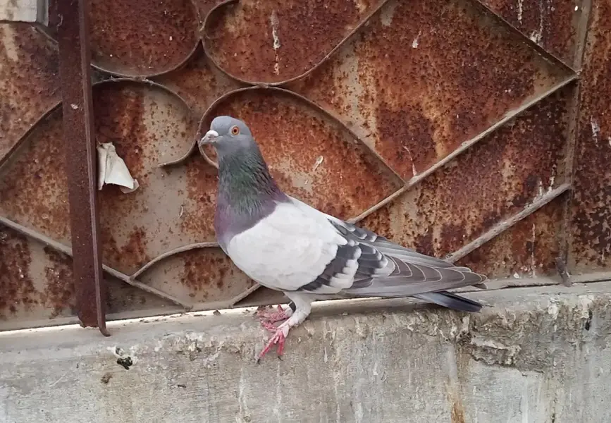 neela pigeon for sale — photo 3