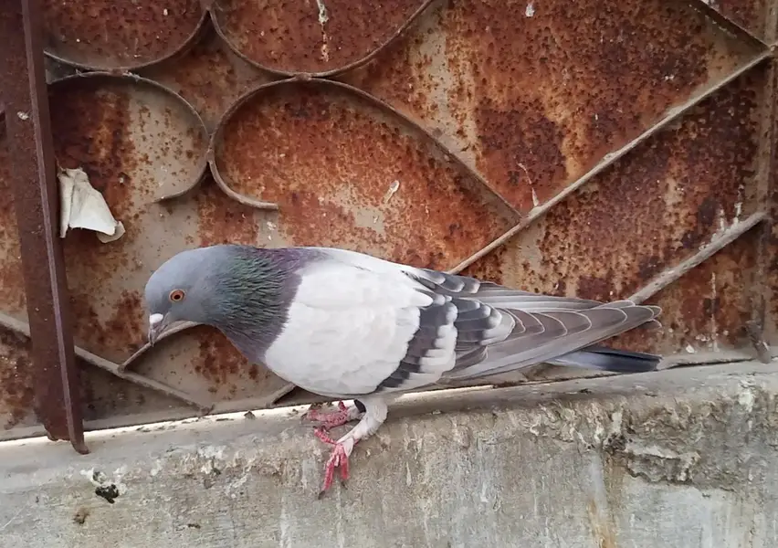 neela pigeon for sale — photo 4