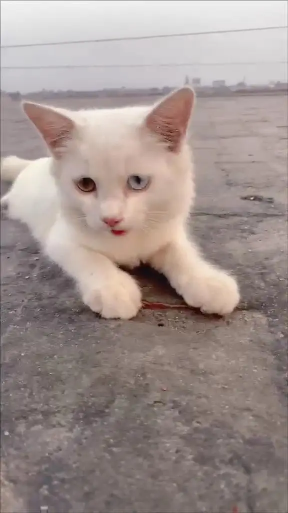 Persian White Cat — photo 2