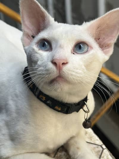 This male cat for sale