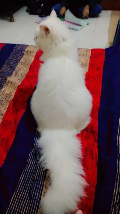 I want to sell my Persian kittens. .