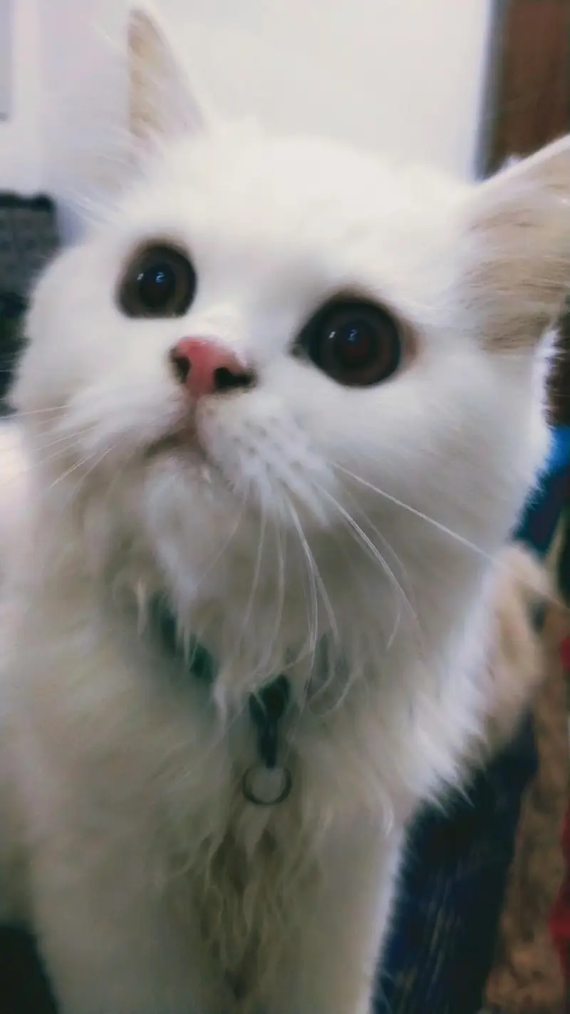 I want to sell my Persian kittens. . — photo 2