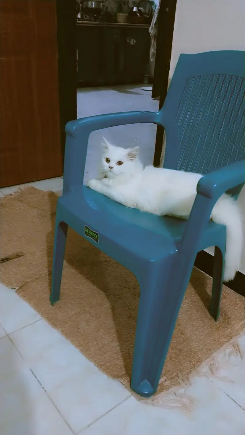 I want to sell my Persian kittens. . — photo 3