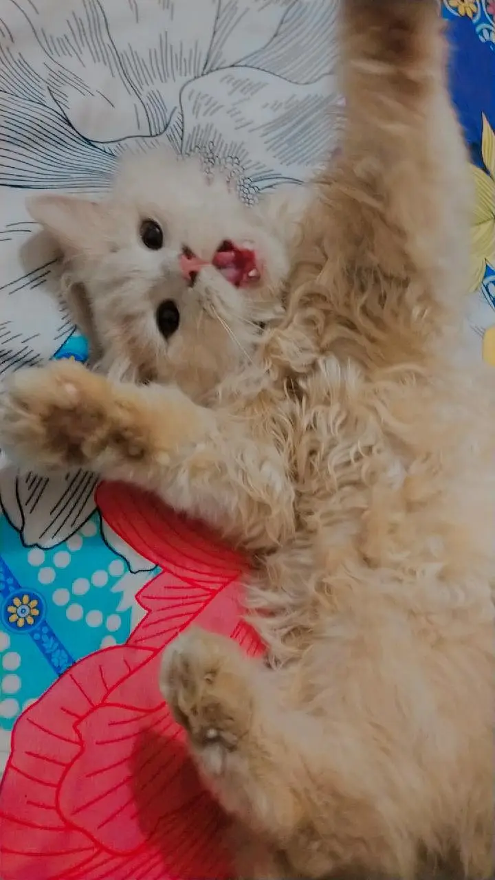 I want to sell my Persian kittens. . — photo 4