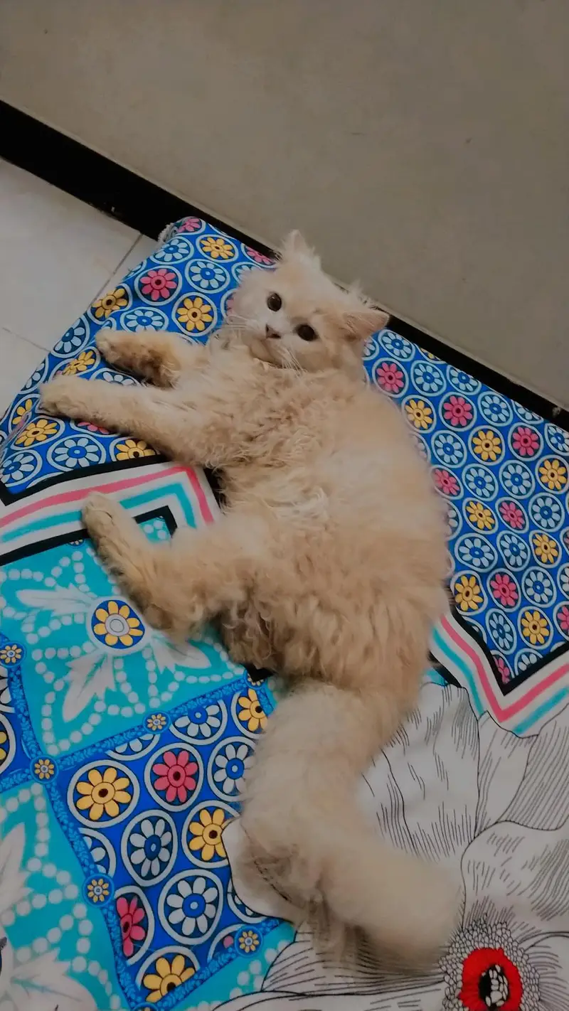 I want to sell my Persian kittens. . — photo 5
