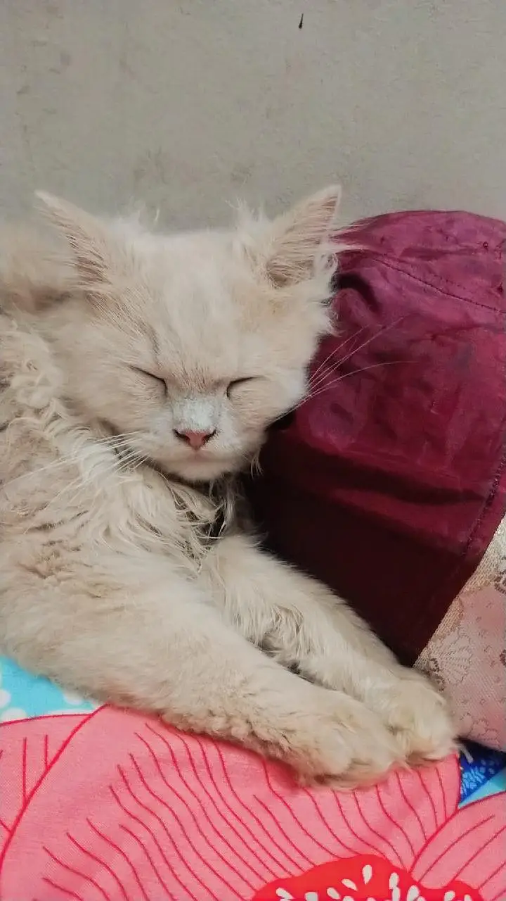 I want to sell my Persian kittens. . — photo 6