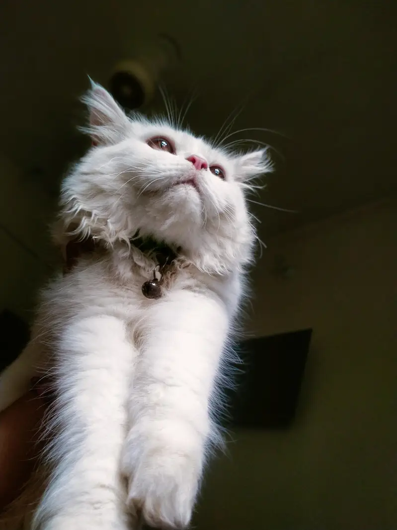 I want to sell my Persian kittens. . — photo 7