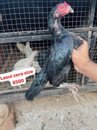 Lasani Mushki Madia