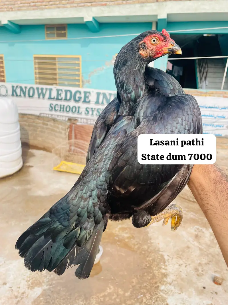Lasani Mushki Madia — photo 2