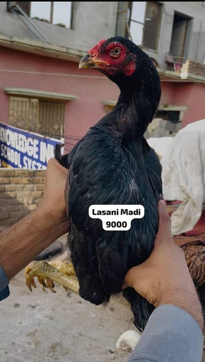 Lasani Mushki Madia