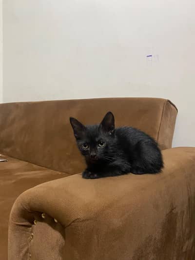 beautiful Persian cat for sell