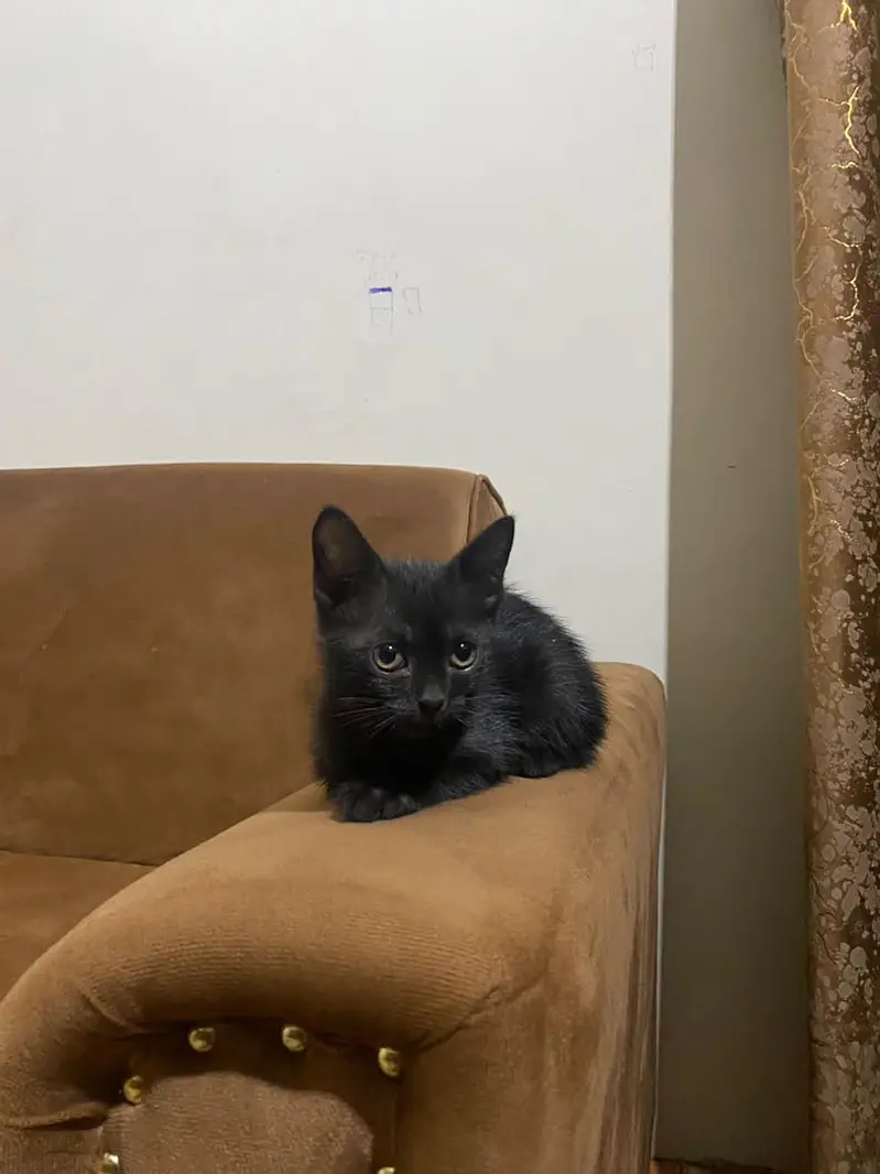 beautiful Persian cat for sell — photo 2