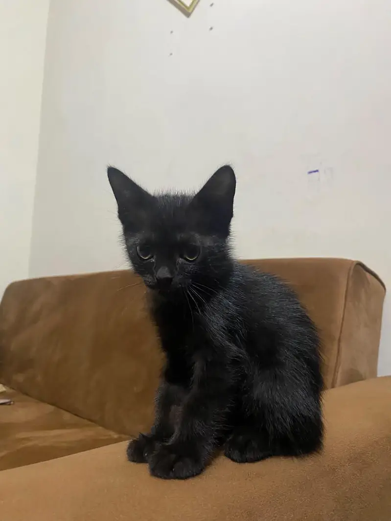 beautiful Persian cat for sell — photo 3