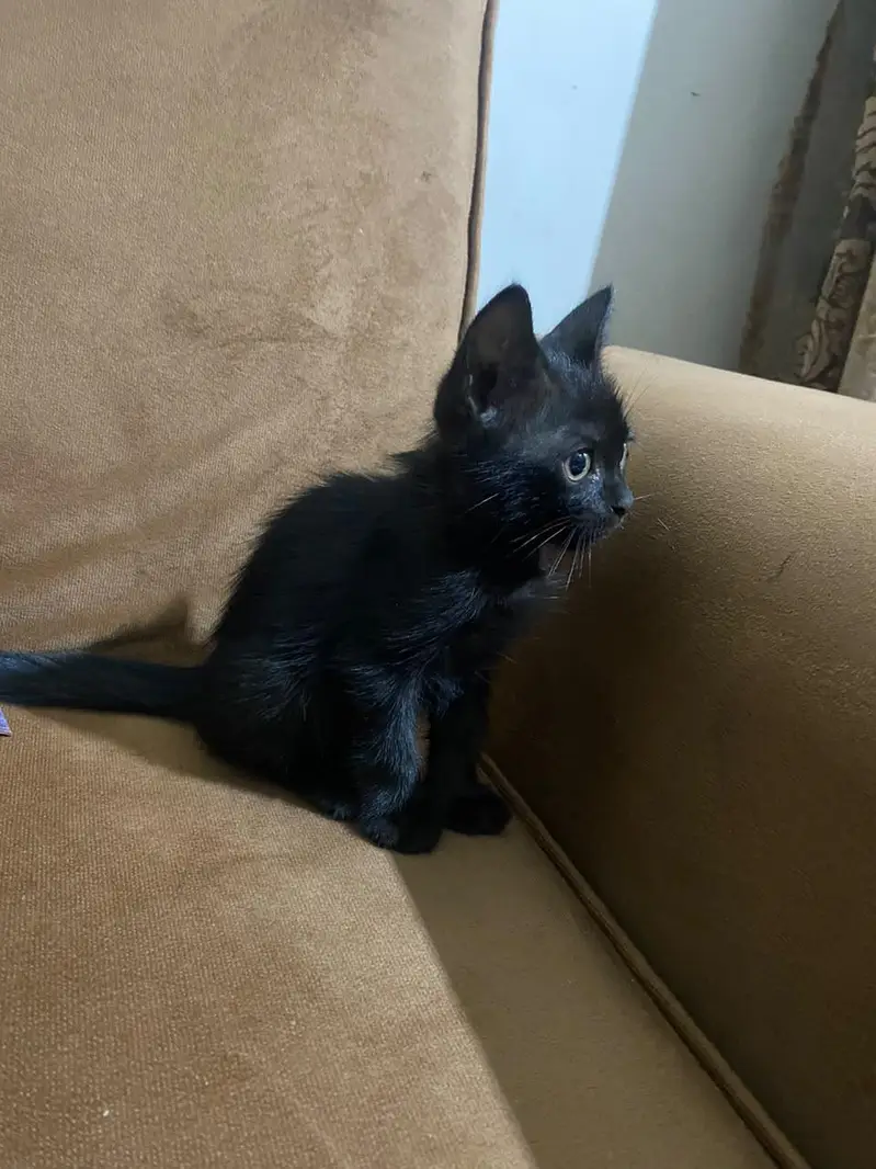 beautiful Persian cat for sell — photo 4