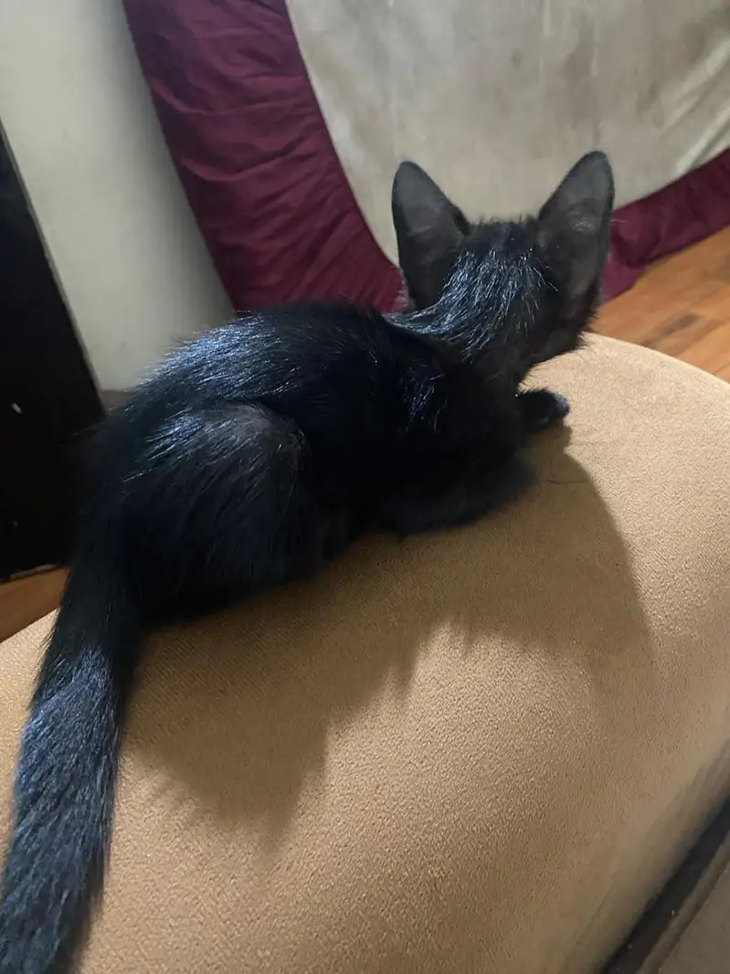 beautiful Persian cat for sell — photo 5