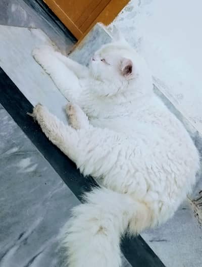 Heavy Stud Male cat available for sale WhatsApp num 03/06/55/52/120