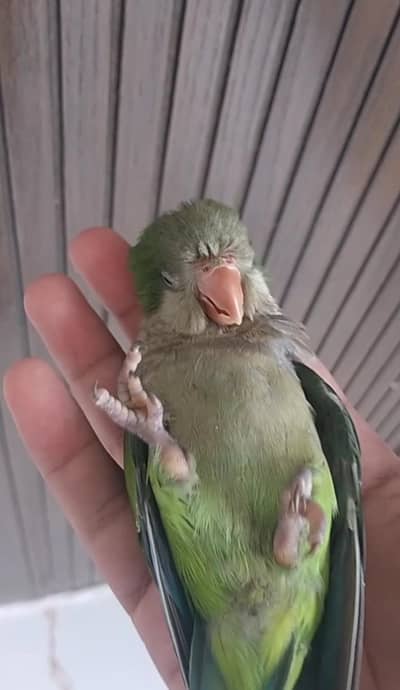 Hand tamed 0-Bite | Monks, Ringnecks, Sun Conures, Kashmiri Pahari Etc