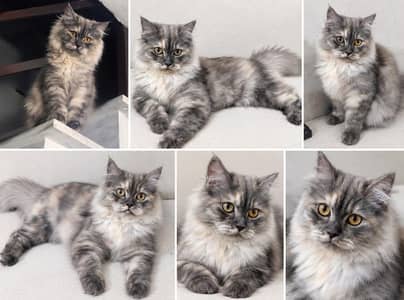 Persian kitten Doll face