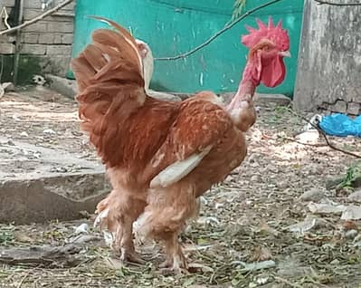 Golden Buff Pair for Sale