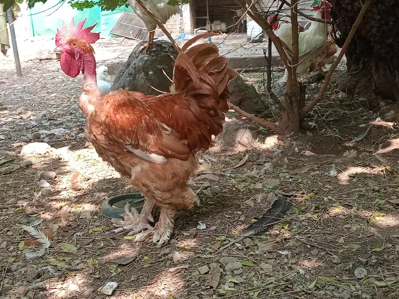 Golden Buff Pair for Sale — photo 4