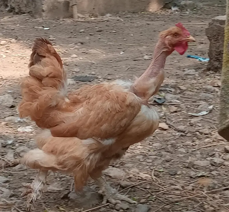 Golden Buff Pair for Sale — photo 7
